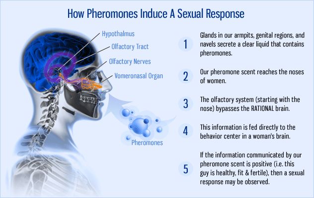 Pheromone là chất gì